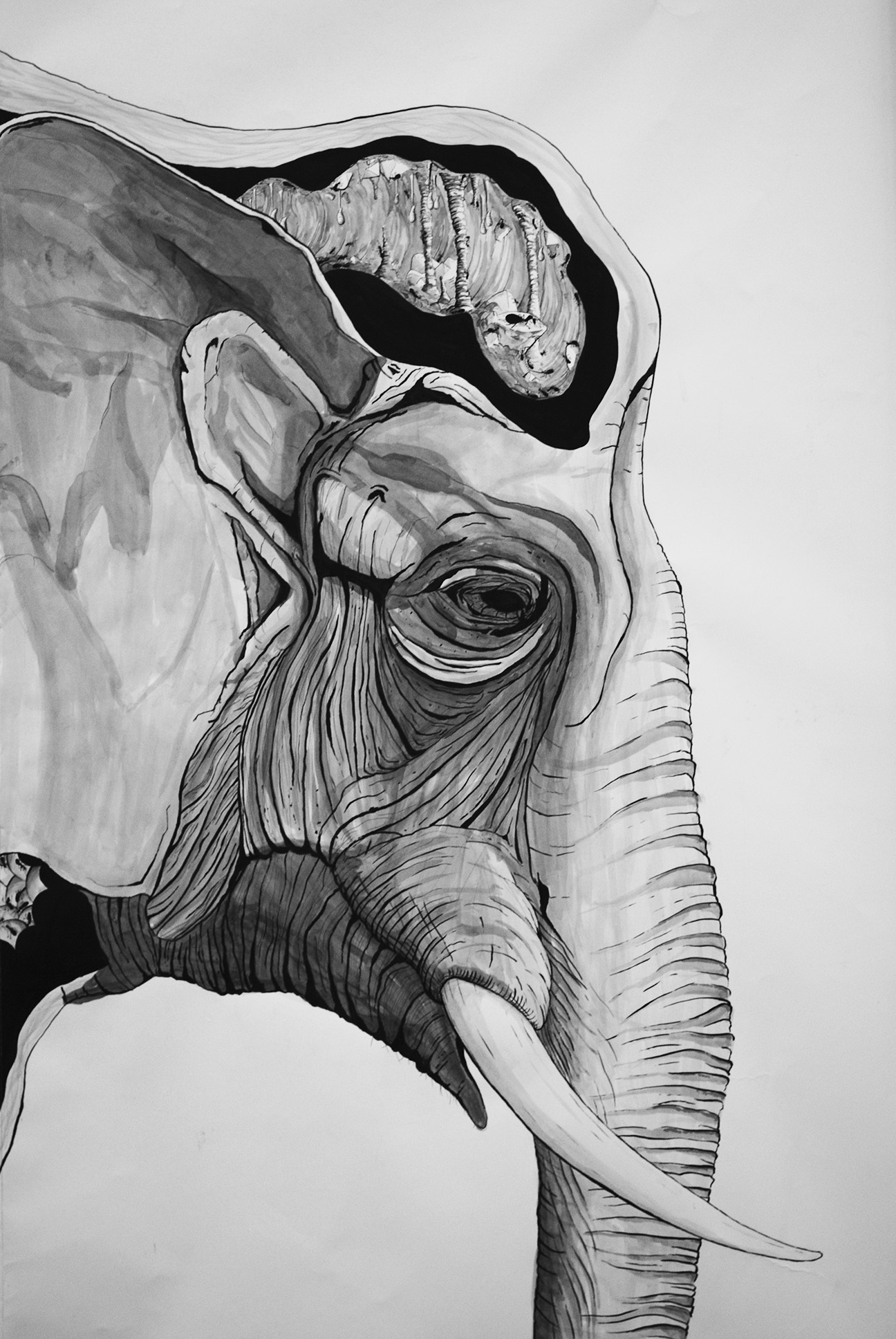 elephant-tete